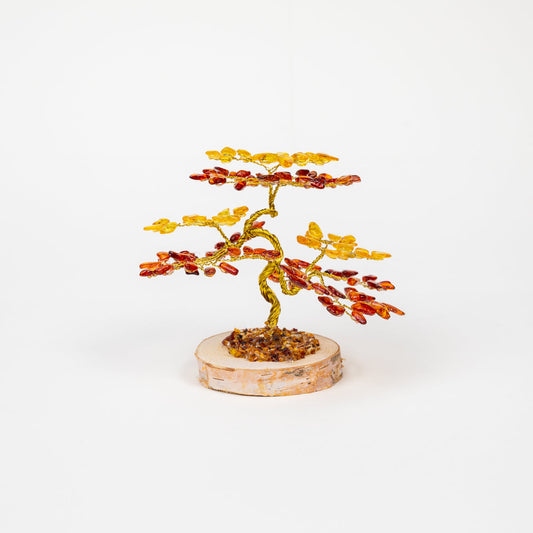 Arbre ambre Sylvia - Moyen
